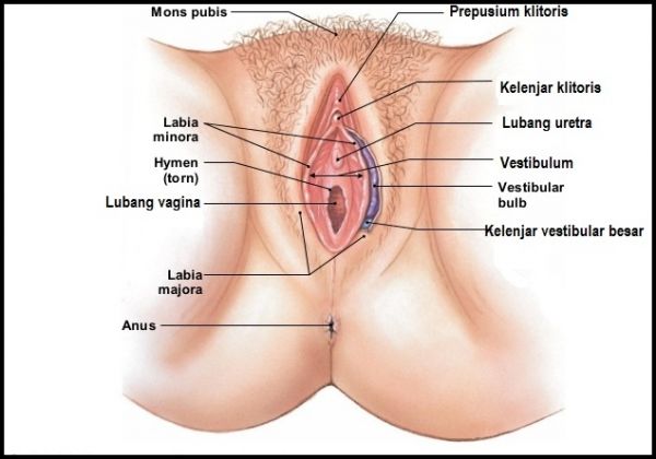 gambar payudara wanita