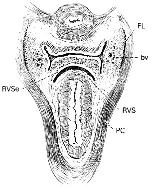 long vagina