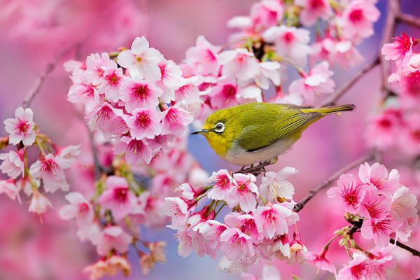 sakura flower wallpaper