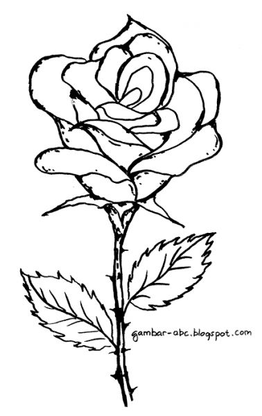 gambar sketsa bunga allamanda cathartica