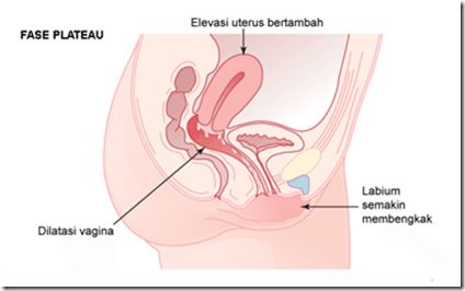 gambar vagina