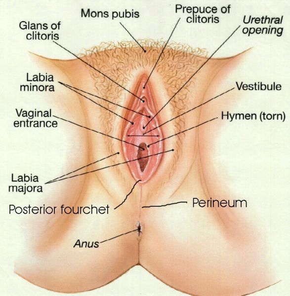 what should my vagina look like