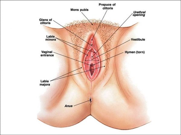 kemaluan wanita cantik