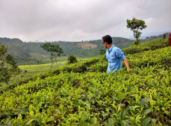 gambar perkebunan teh