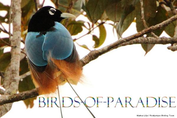 poisonous papua new guinea bird