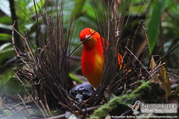 papua new guinea birds names