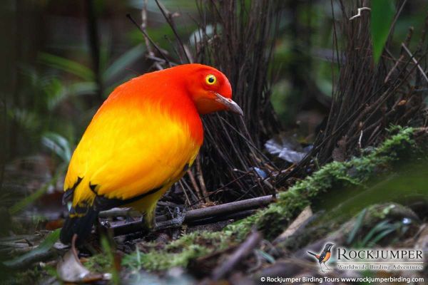 big birds from papua new guinea