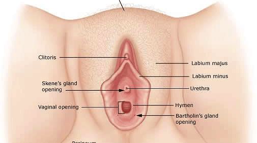 organ transplant