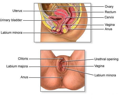 birth defect on outside of body intestine