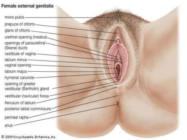 actual pictures of the organs in body