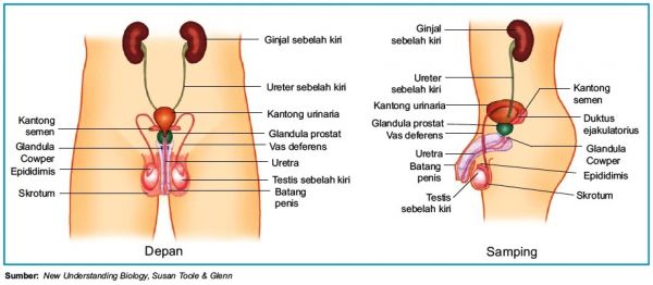 gambar bokep