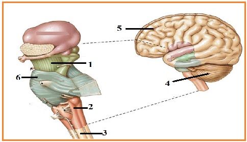 gambar vagina wanita