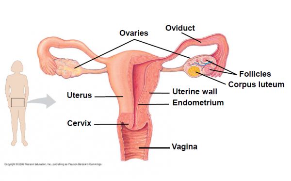 gambar vagina perempuan