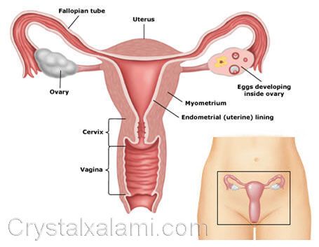 vagina perawan