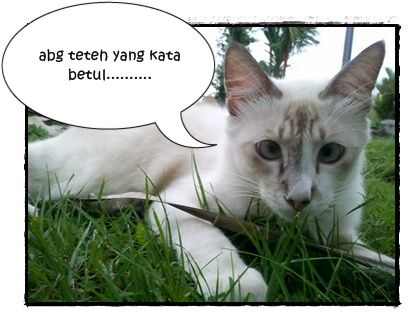 kucing berak