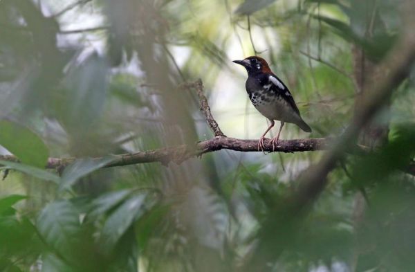 kaki anggota tubuh