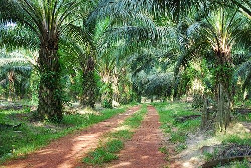 lahan kelapa sawit