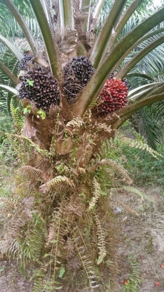 pembibitan kelapa sawit