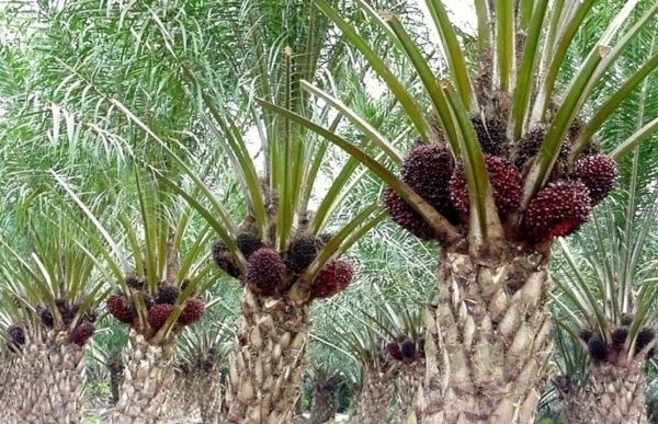 lukisan pokok kelapa