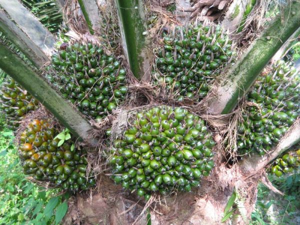 pemupukan kelapa sawit