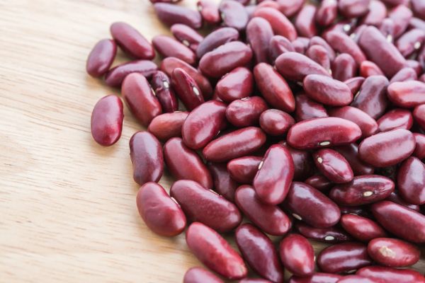 perkecambahan kacang merah