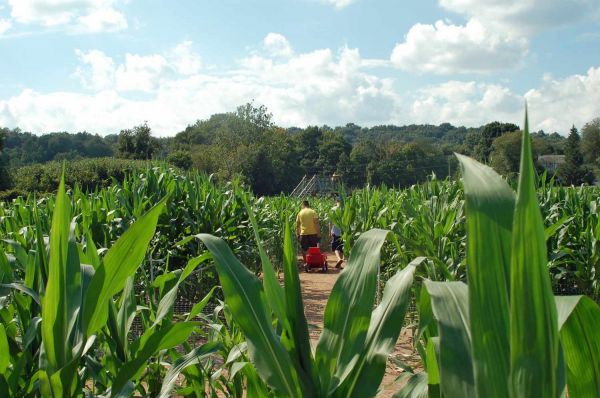 lahan sawah