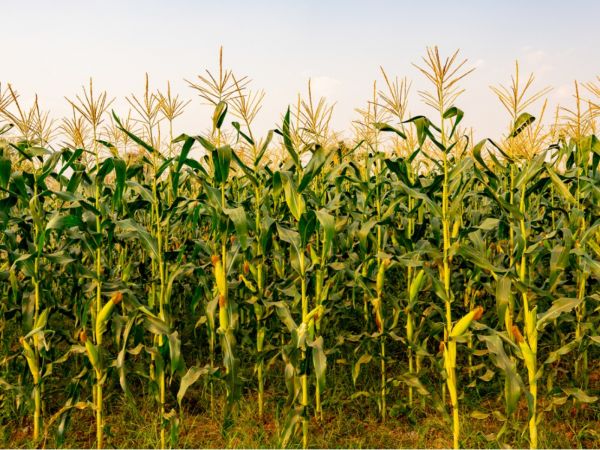 planter jagung