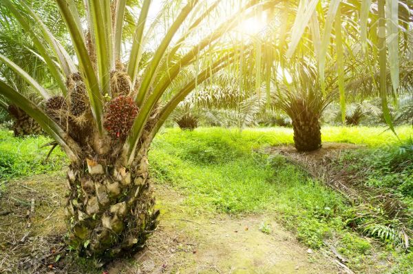 pemupukan kelapa sawit