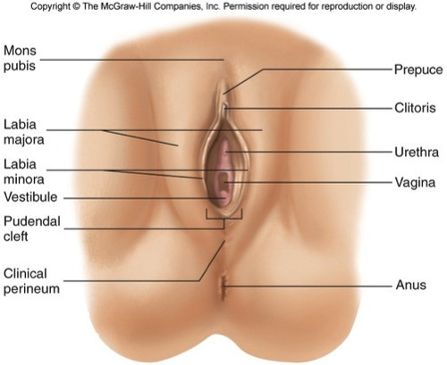inner ear vestibular anatomy