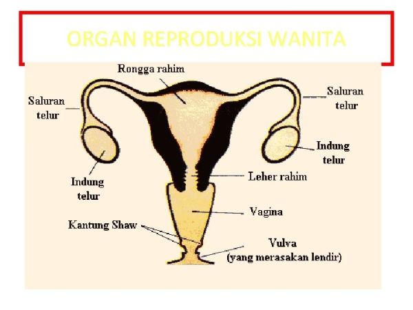 hormon reproduksi wanita