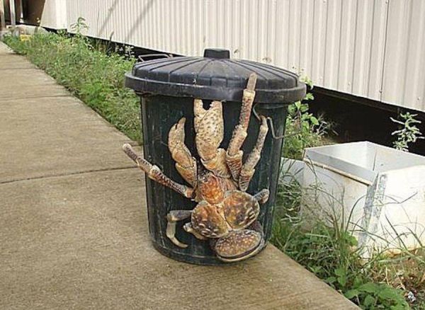 biggest crab ever found