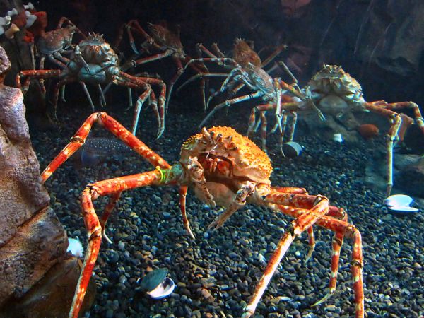 japanese spider crab face