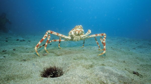 mangrove crab