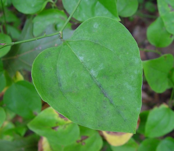 smilax on brick wall