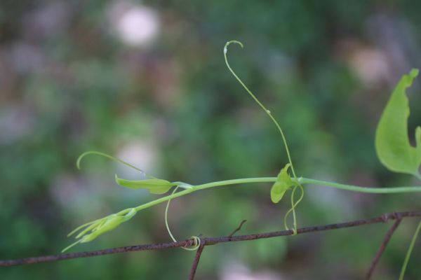 smilax bulb