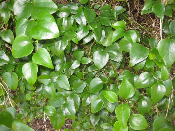 smilax china l