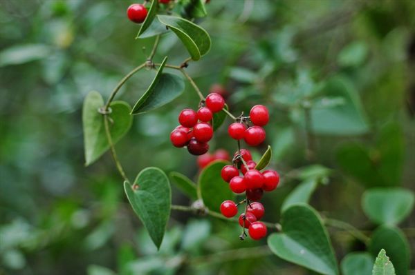 smilax foliage