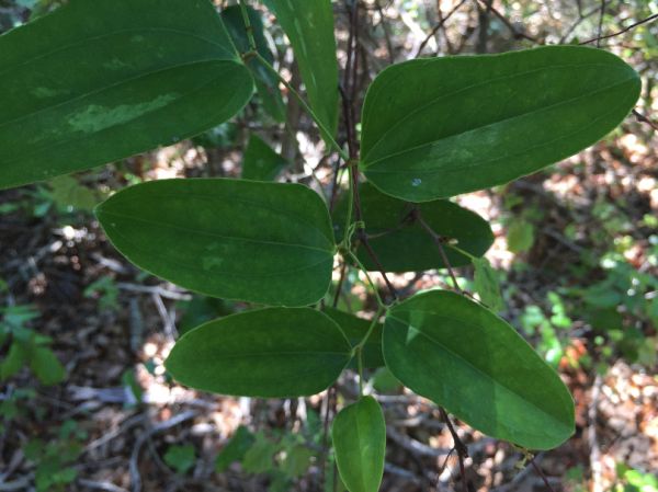 gall on smilax