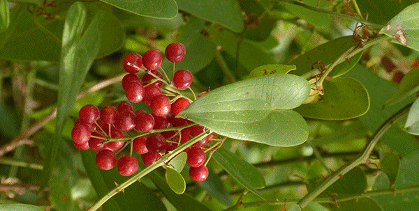 thorny smilax